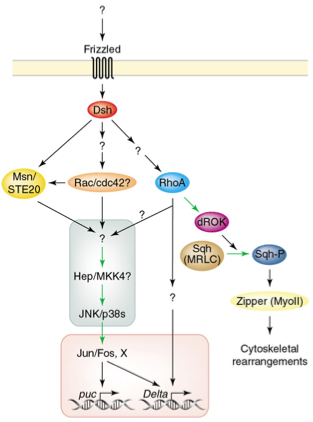 non-canonical Wnt pathway